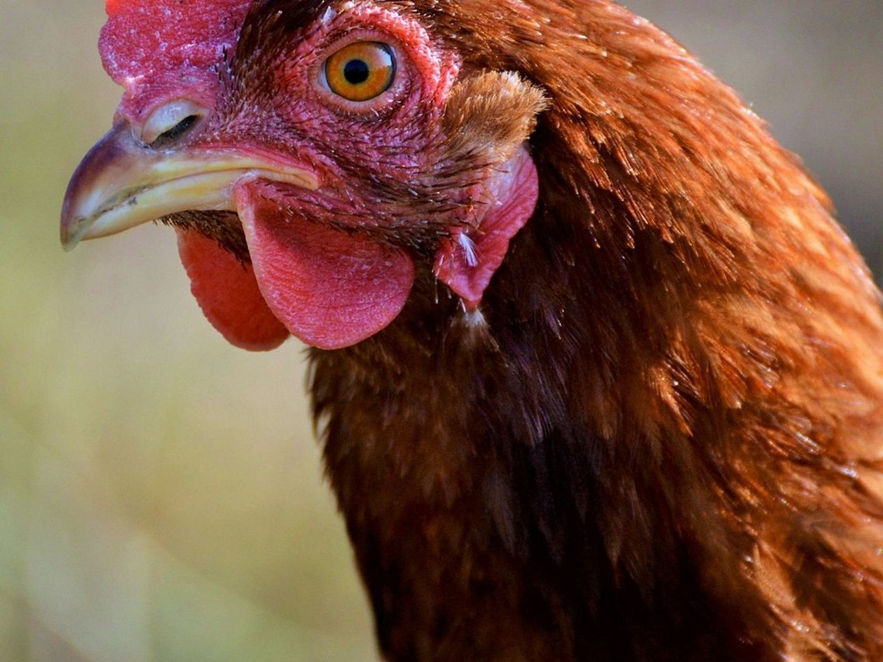 Weekly chicken egg deliveries