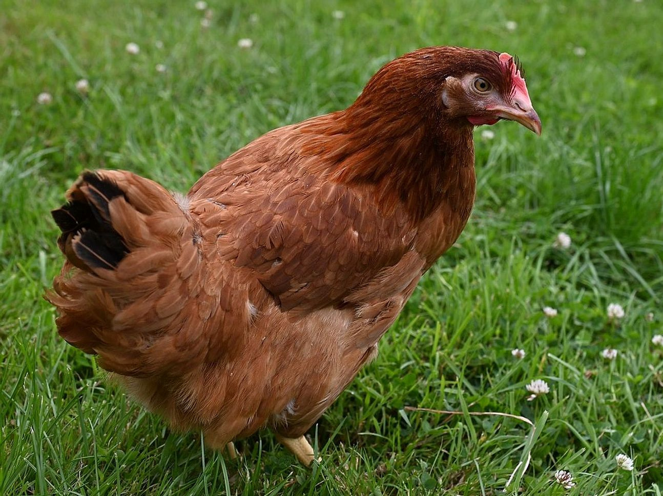 Spring harvest egg boxes
